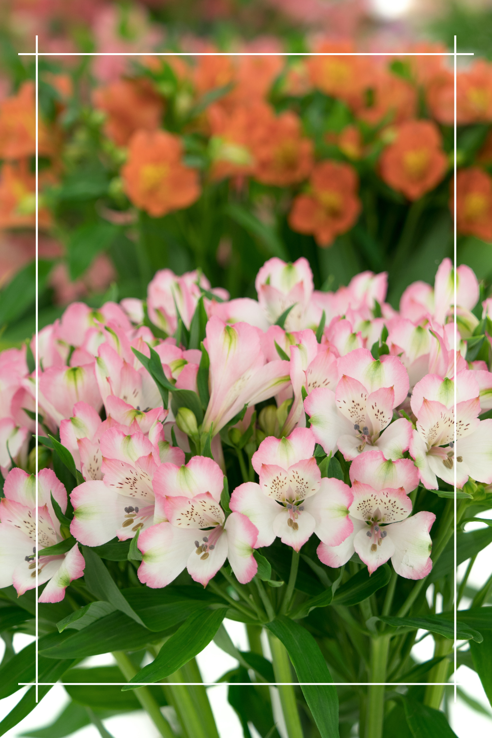 Alstroemeria lilia Andów