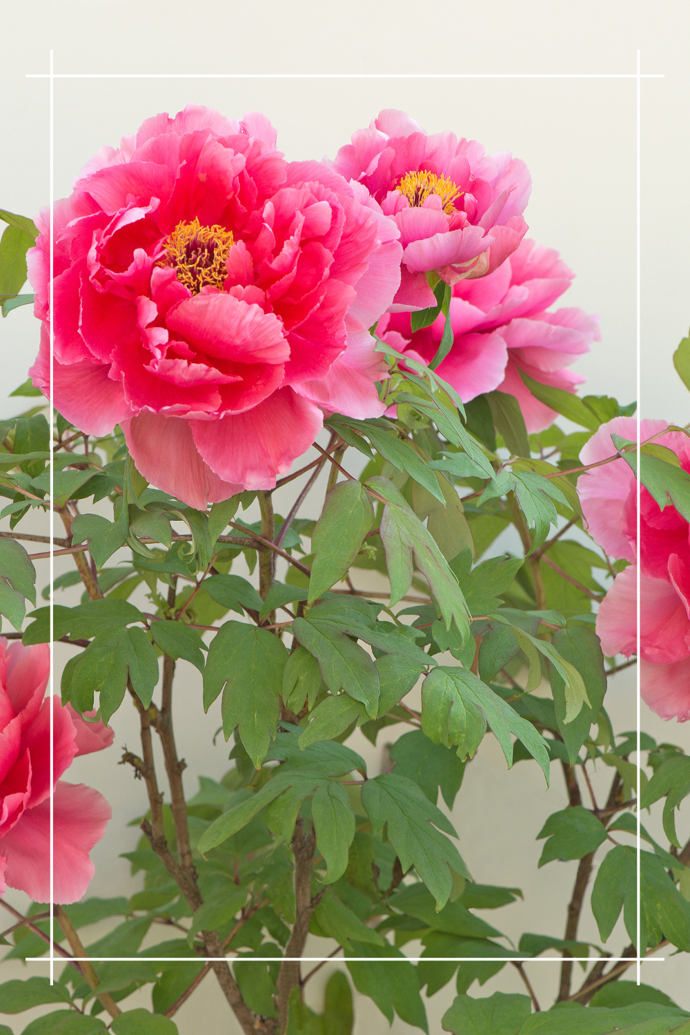 Piwonie drzewiaste cieszą oko 