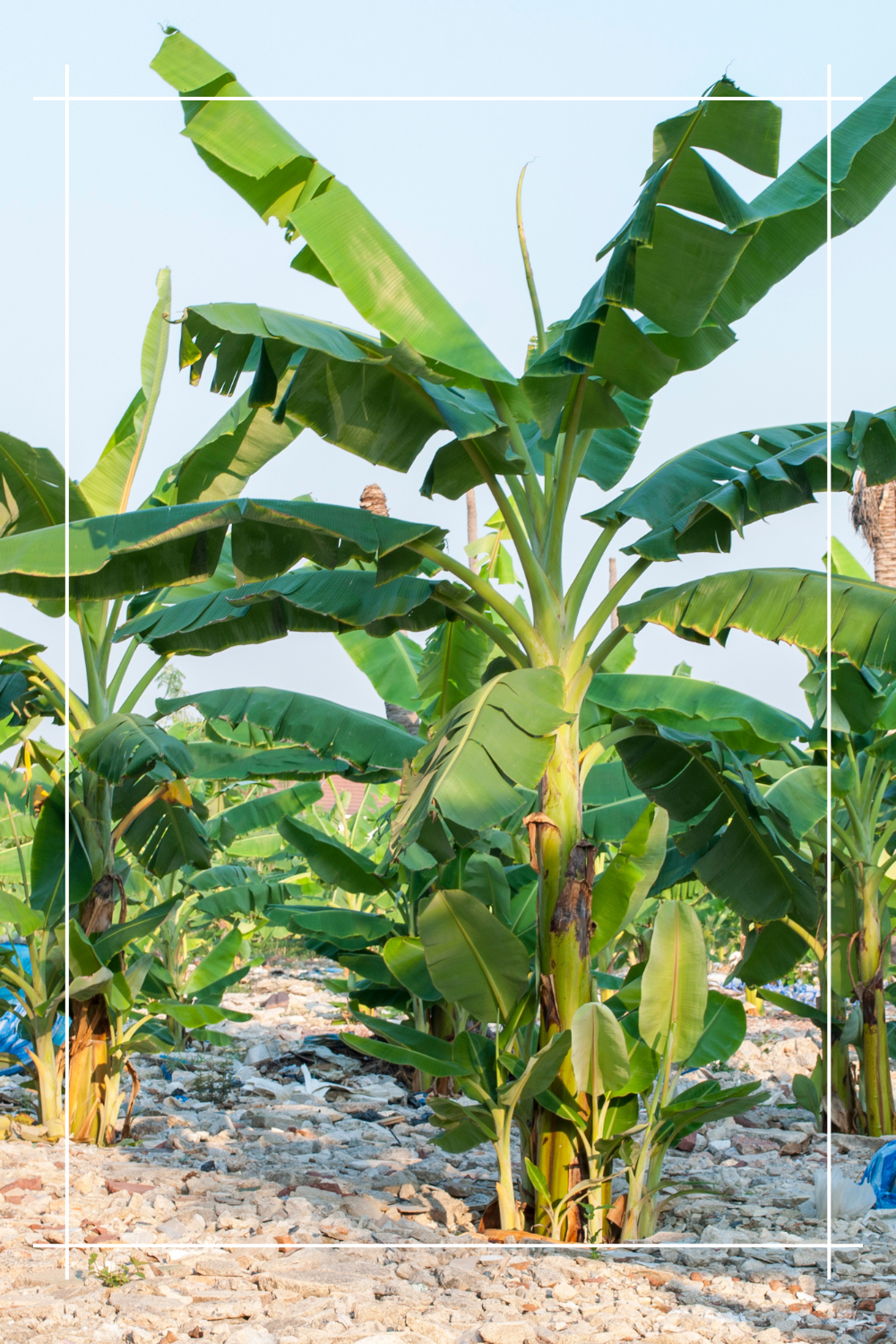 Bananowiec czerwony Maurelli 