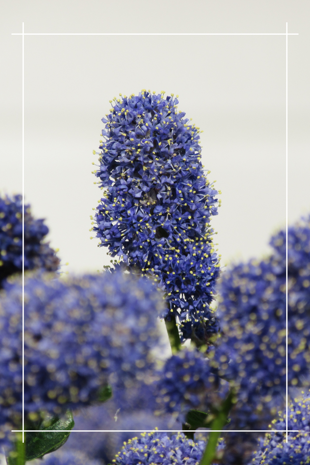 Prusznik- niebieski krzew 