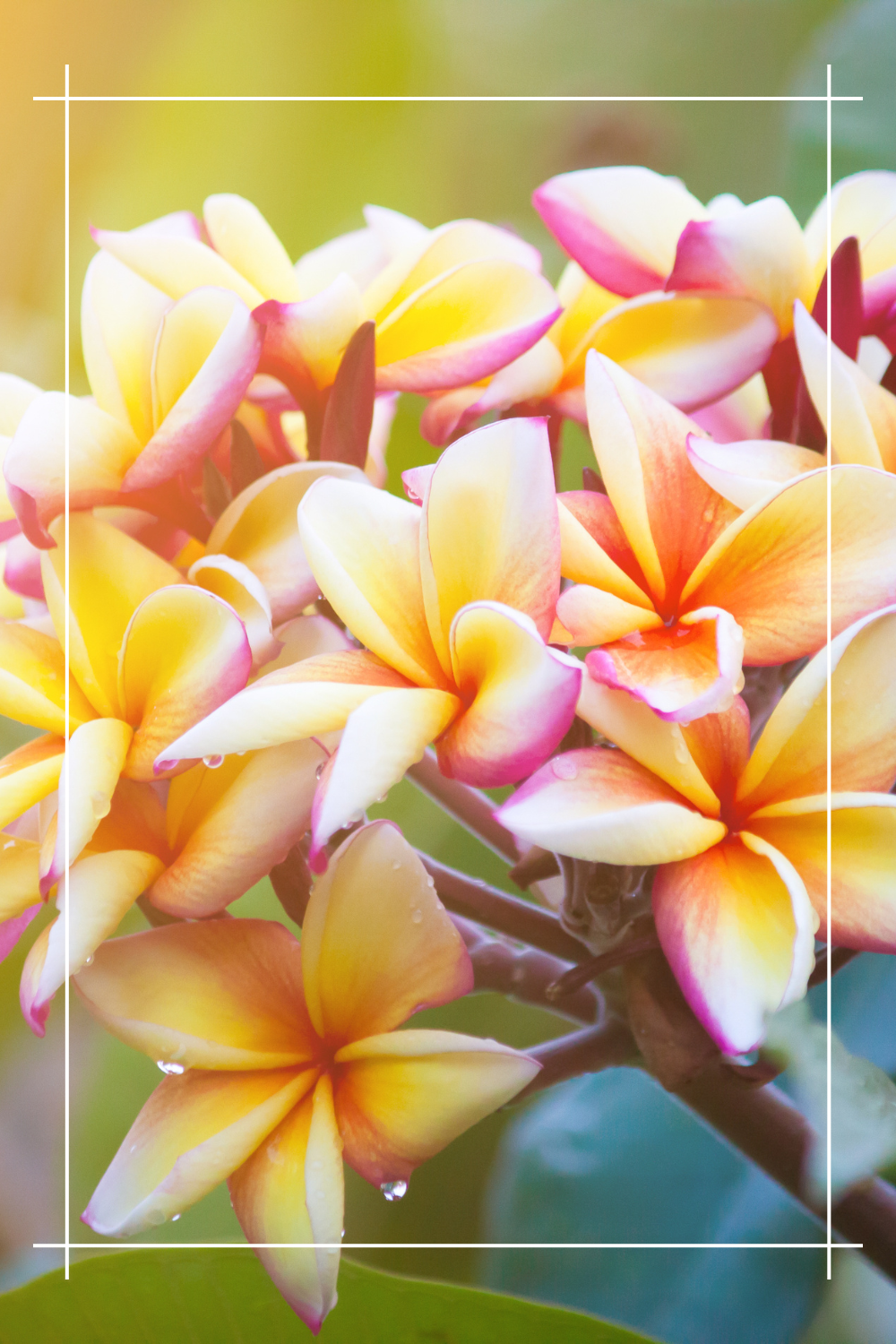 Plumeria zjawiskowa piękność 