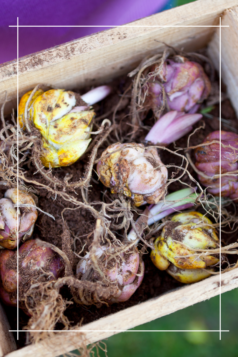 Jak głęboko można sadzić kwiaty cebulowe?