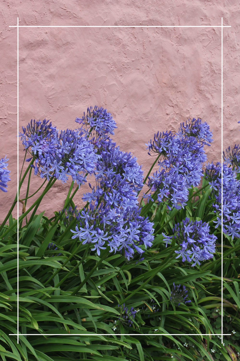 Agapantusy: Kolorowa Sinfonia w Ogrodzie