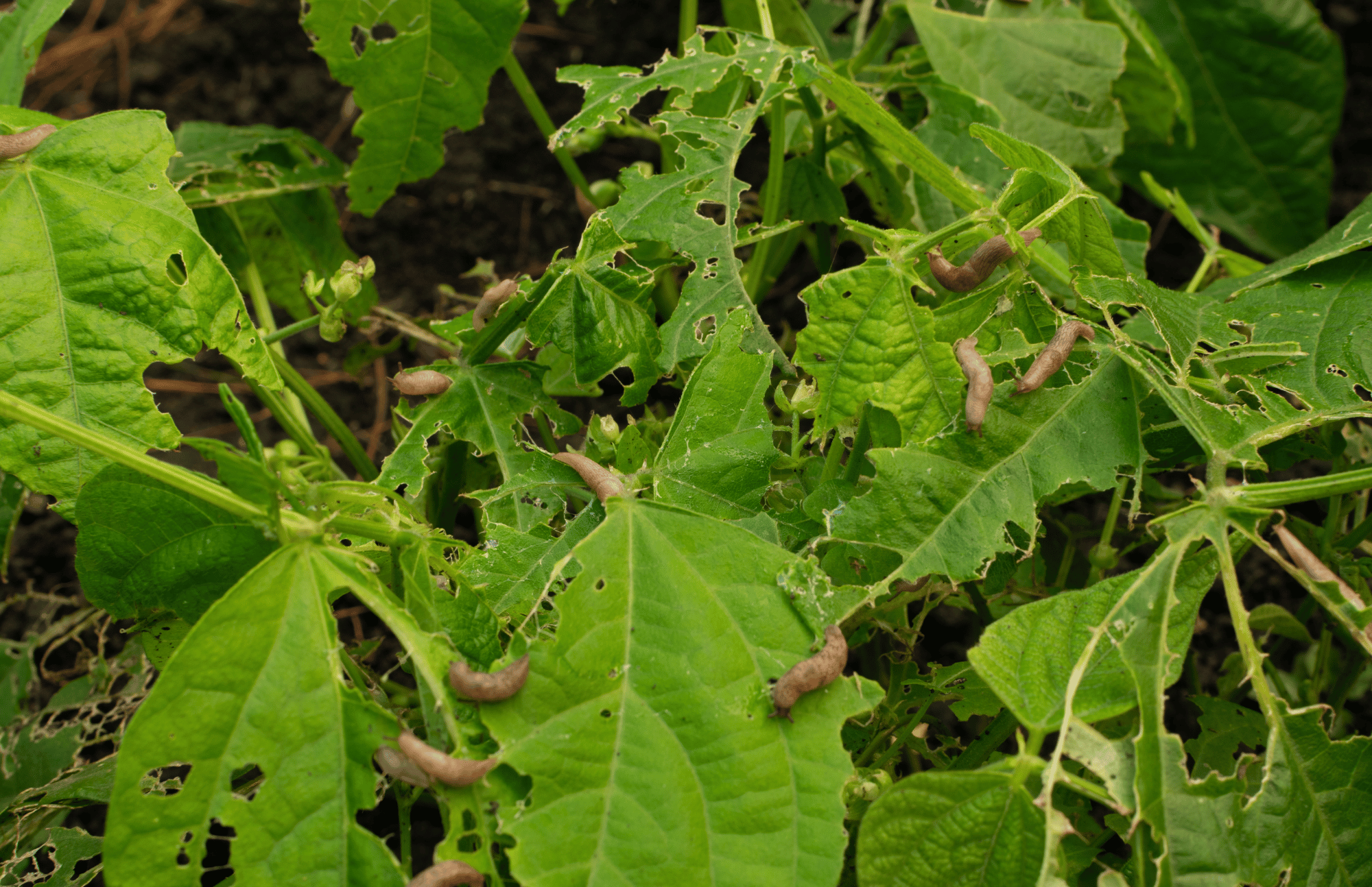 Jak Skutecznie Zwalczyć Ślimaki w Ogrodzie?