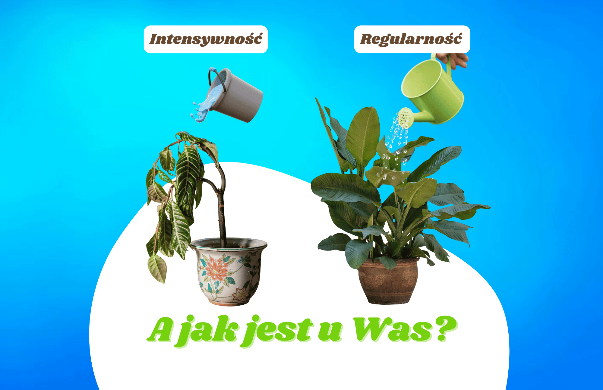 O jakiej porze najlepiej podlewać kwiaty? Zasada, którą warto znać, szczególnie latem!