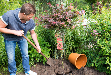Klon palmowy Acer palmatum 'Shaina'