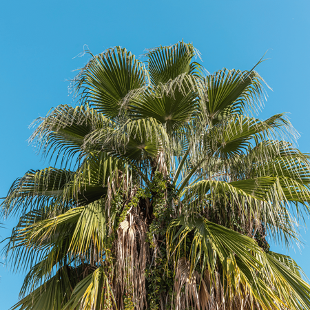 Palma Meksykańska (Washingtonia Robusta) 5 nasion