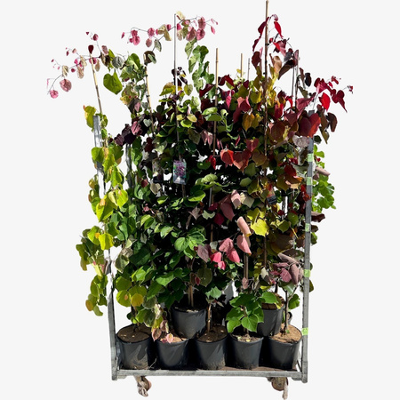 Judaszowiec kanadyjski (Cercis canadensis) odmiana 'CAROLINA SWEETHEART'