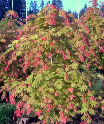 Klon palmowy Acer shirasawanum 'Moonrise'