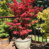 Klon palmowy Acer palmatum Little Red