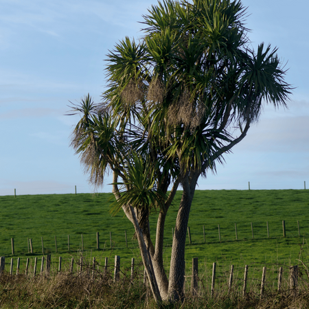 Palma Kordylina Australijska (Cordyline Australis) 10 szt nasion
