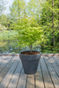 Klon palmowy Acer palmatum 'Anne Irene'