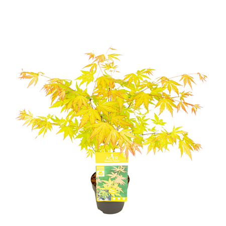 Klon palmowy Acer palmatum 'Orange Dream'