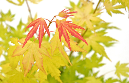 Klon palmowy Acer palmatum 'Orange Dream'