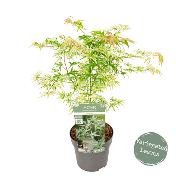 Acer palmatum 'Ukigumo'