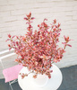 Hortensja Hydrangea 'Euphorbia Pink'