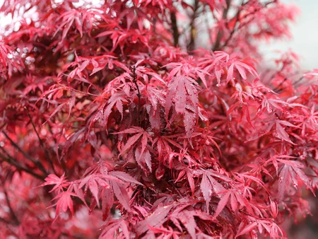 Klon palmowy Acer palmatum 'Shaina'