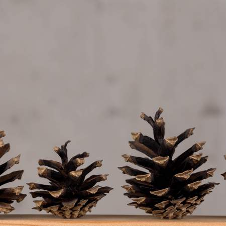 Naturalna Szyszka Sosny Zwykłej