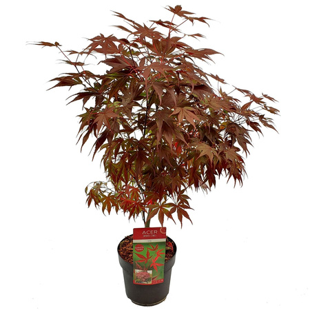 Klon palmowy Acer palmatum 'Livy'