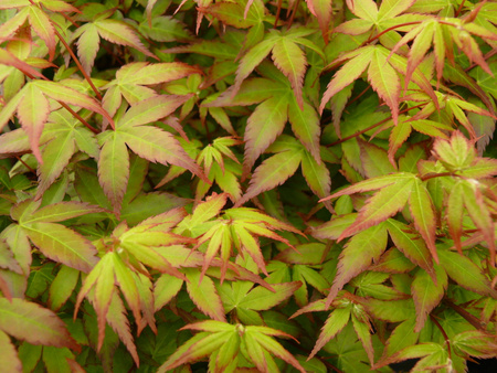 Klon palmowy Acer palmatum 'Little Princess'