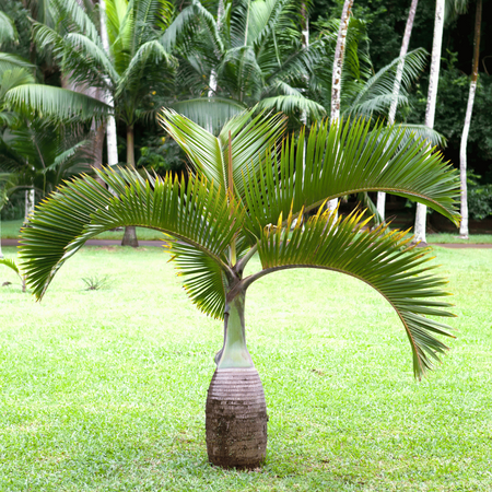 Palma Butelkowa (Hyophorbe Lagenicaulis) 3 nasiona