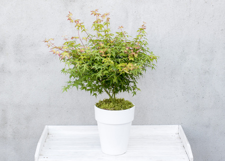 Klon palmowy Acer palmatum 'Little Princess'