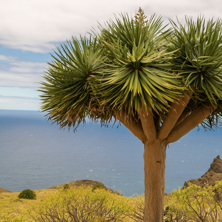Dracena Smocza (Dracaena Draco) 5 szt nasion