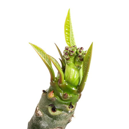 Plumeria rubra Hawaiian Opal Pink sadzonka plumerii Hawajskie kwiaty