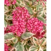 Hortensja Hydrangea 'Euphorbia Pink'