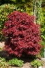 Klon palmowy Acer palmatum 'Shaina'