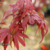 Klon palmowy Acer palmatum Little Red