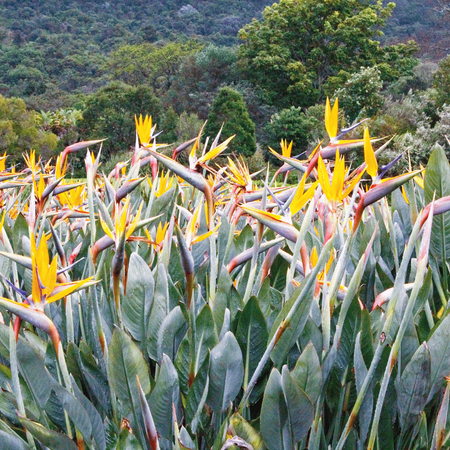 Strelicja królewska (Strelitzia Reginae) 5 nasion