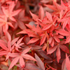 Klon palmowy Acer palmatum Little Red