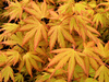 Klon palmowy Acer palmatum 'Orange Dream'