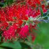 Krzew Kuflik Callistemon