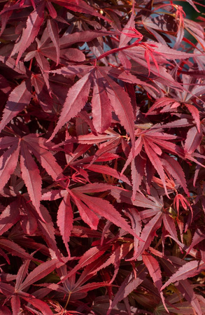 Klon palmowy Acer palmatum 'Shaina'