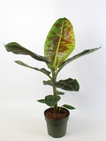 Dwarf Cavendish