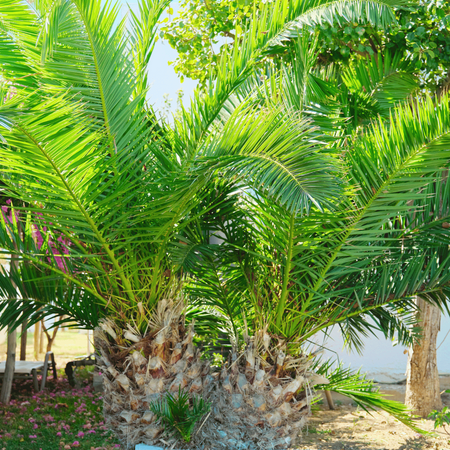 Palma Królewska Daktylowiec Kanaryjski (Phoenix Canariensis) 5 nasion