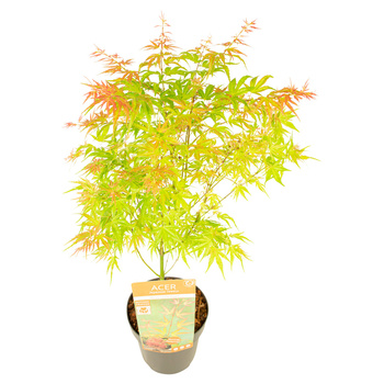 Acer palmatum 'Wilson's Pink Dwarf'