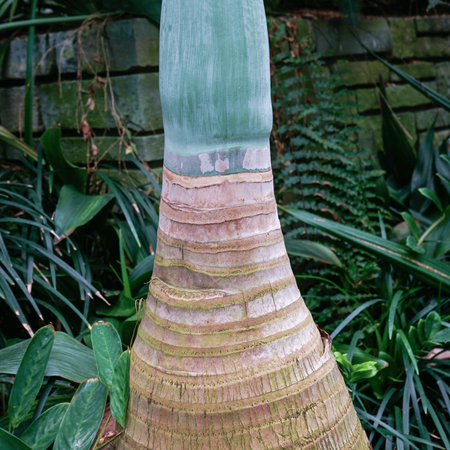 Palma Butelkowa (Hyophorbe Lagenicaulis) 3 nasiona