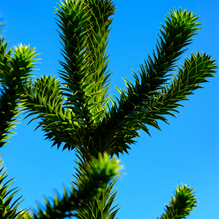 Araukaria chilijska (małpie drzewo) Araucaria araucana