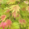 Klon palmowy Acer shirasawanum 'Moonrise'