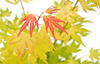 Klon palmowy Acer palmatum 'Orange Dream'