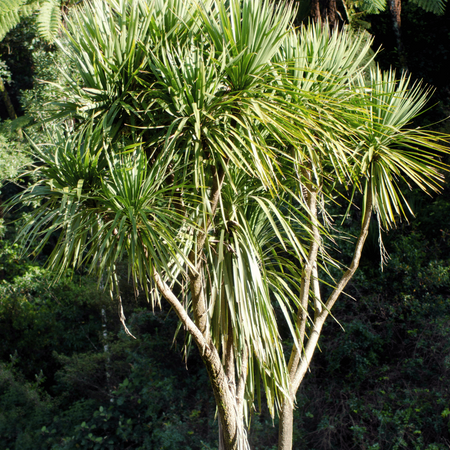 Palma Kordylina Australijska (Cordyline Australis) 10 szt nasion