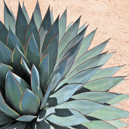 Agawa (Agave Ovatifolia) 5 szt nasion