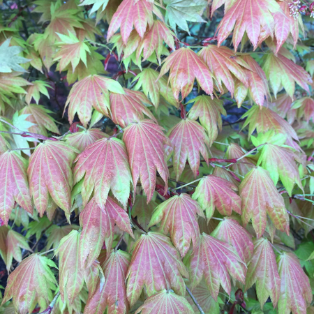 Klon palmowy Acer shirasawanum 'Moonrise'