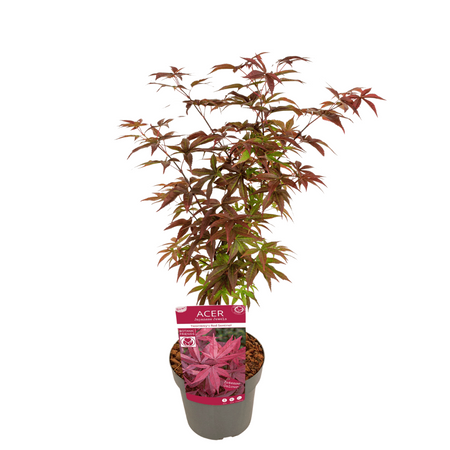 Klon palmowy Acer palmatum Red Sentinel