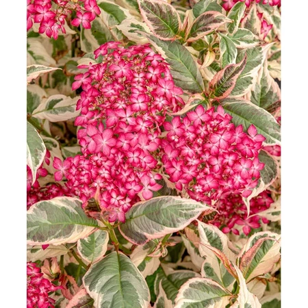 Hortensja Hydrangea 'Euphorbia Pink'