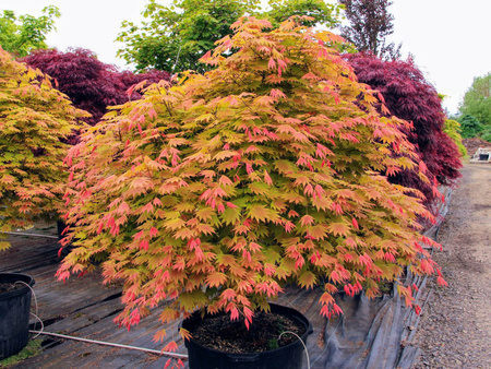 Klon palmowy Acer shirasawanum 'Moonrise'