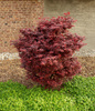Klon palmowy Acer palmatum Little Red